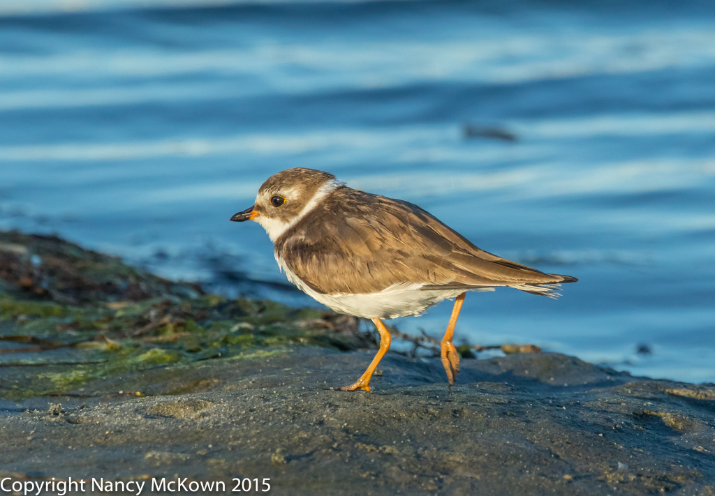 Photo of Semi Palmated Plover