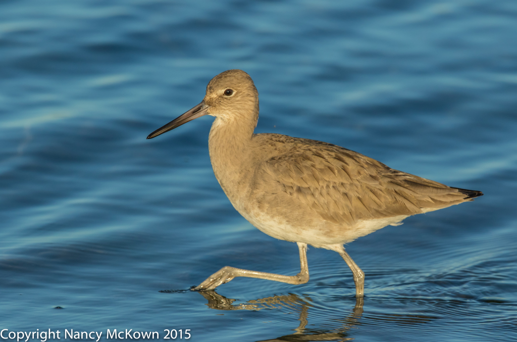 Photo of Shorebird