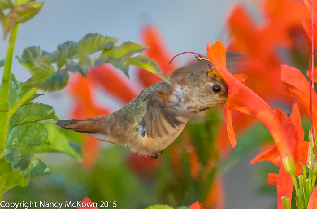 Photo of Female Allen's Hummingbird