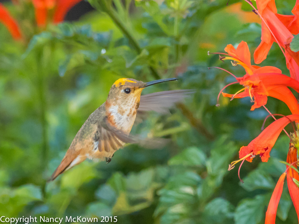 Photo of Allen's Hummingbird