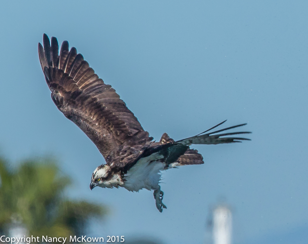 Photo of Osprey