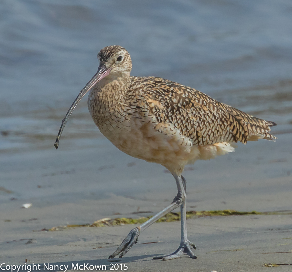 Photo of Long Curvy Beak