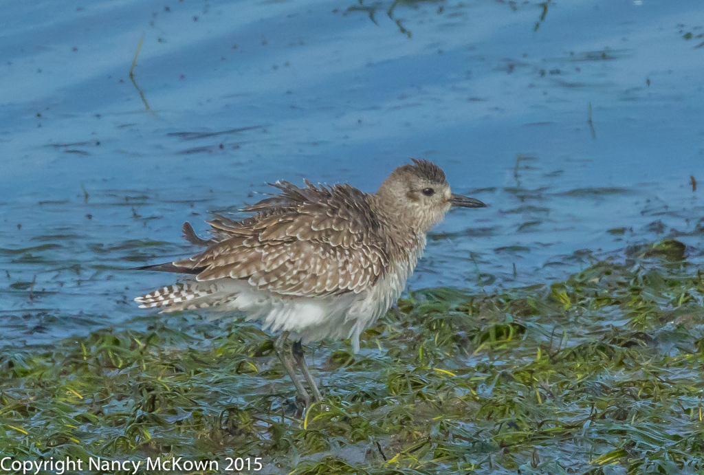 Photo of Little Beak