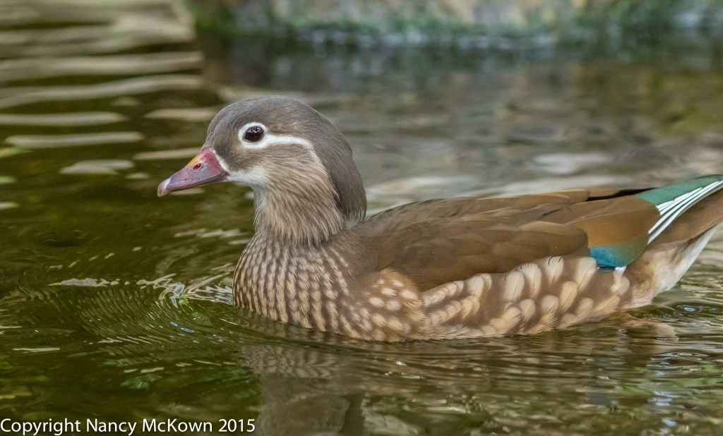 Photo of Female Mandarin Duck