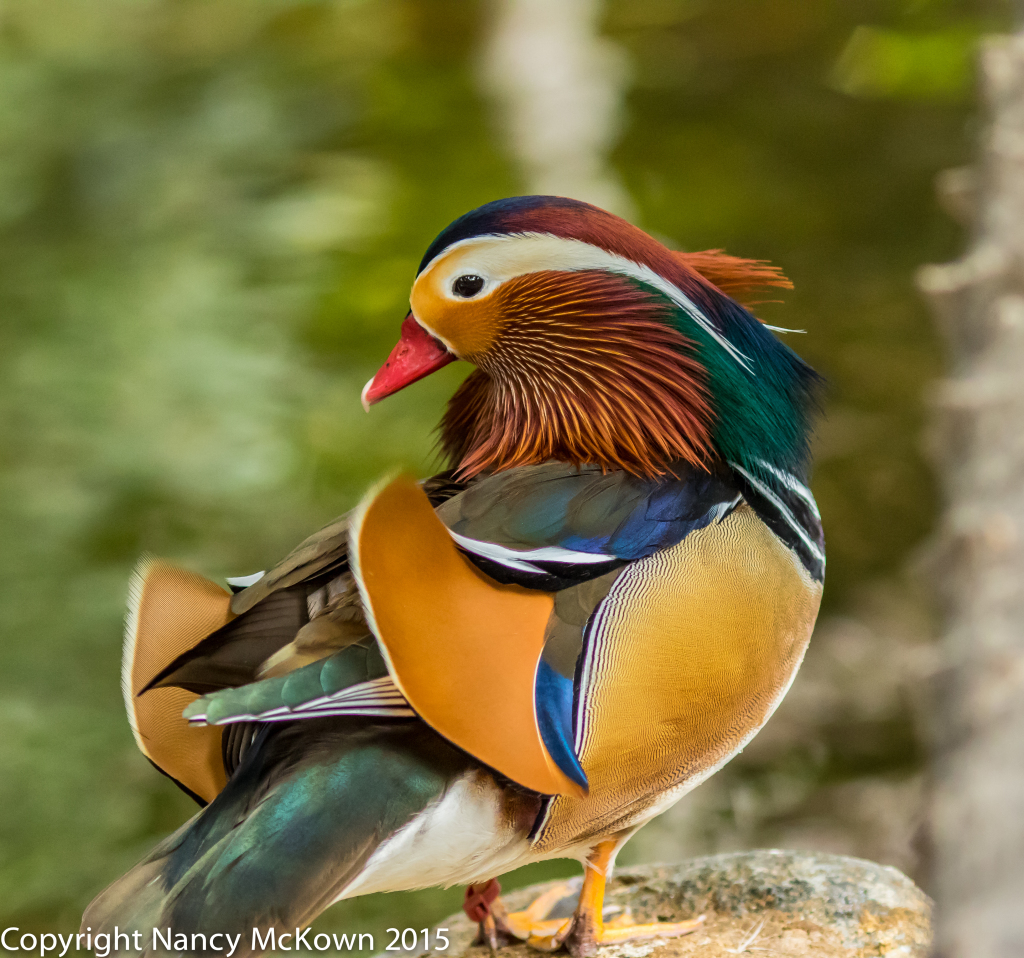 Photo of Male Mandarin Duck
