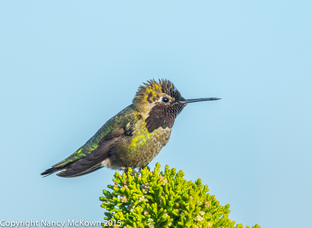 Male Anna's Hummingbird