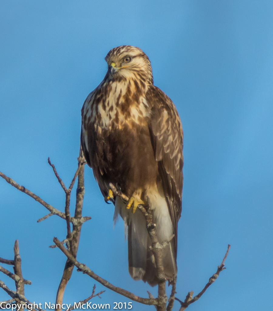 Photo of Rough Legged Hawk