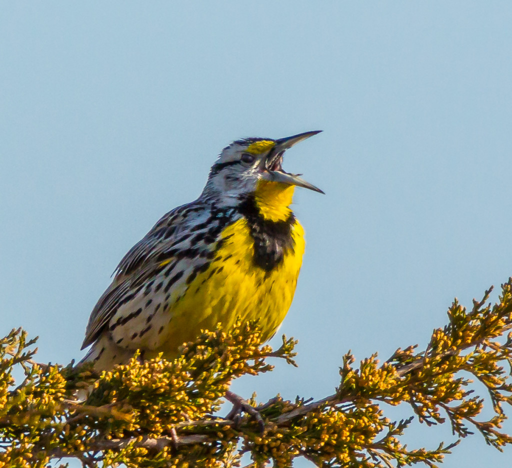 Photo of Eastern Meadowlark