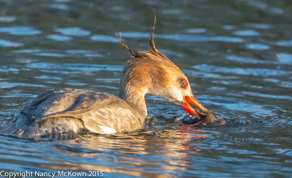 Photo of female Red Breasted Merganser