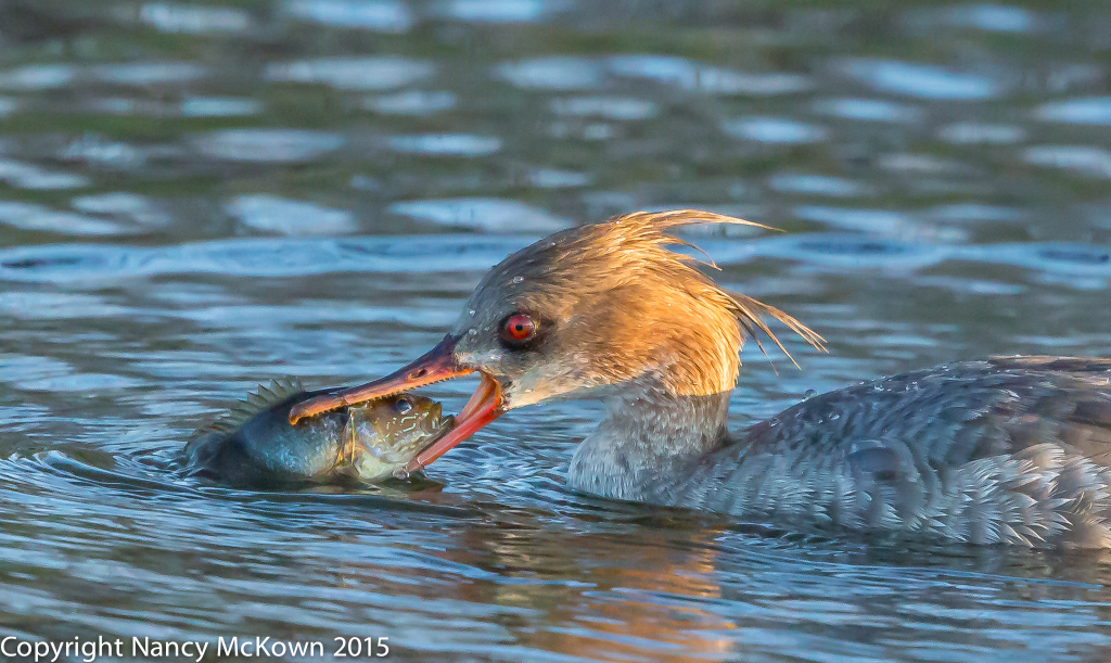 Photo of Red Breasted Merganser, female