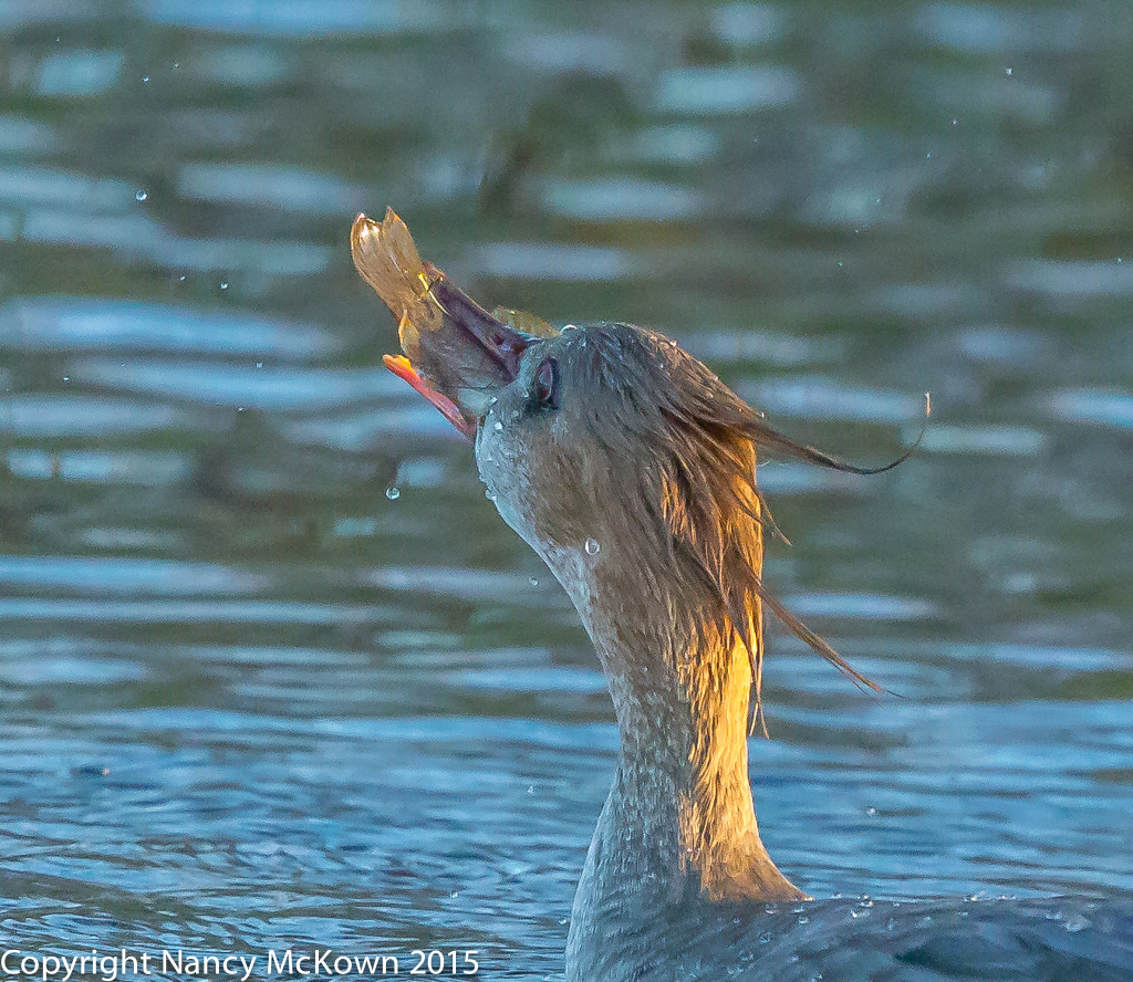 Red Breasted Merganser