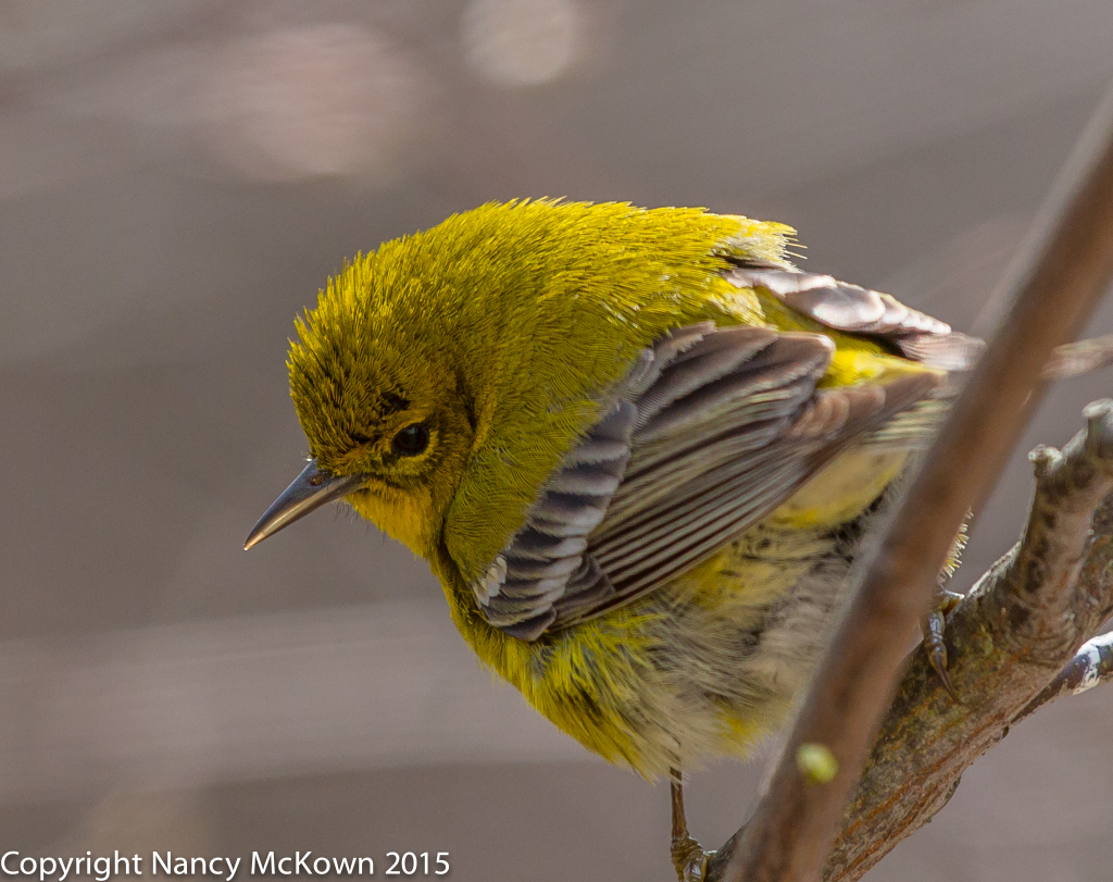 Photo of Pine Warbler