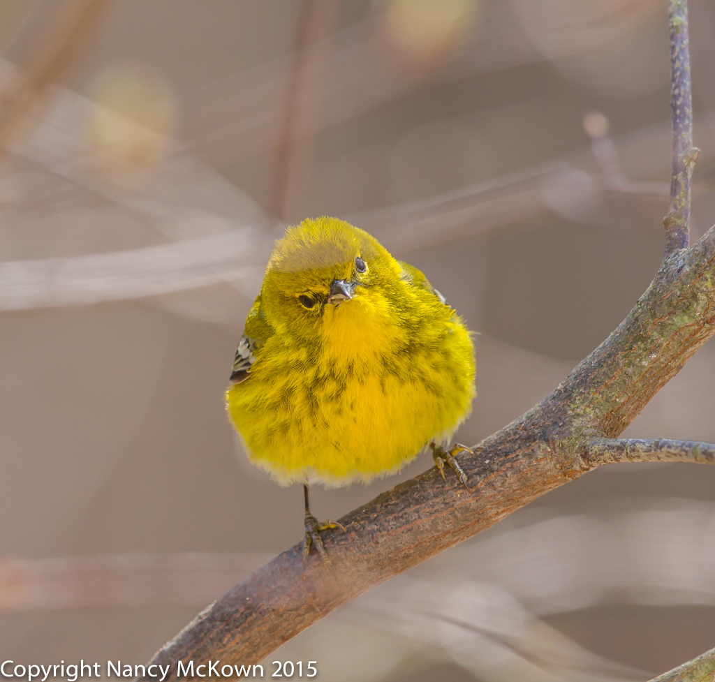 Photo of Pine Warbler