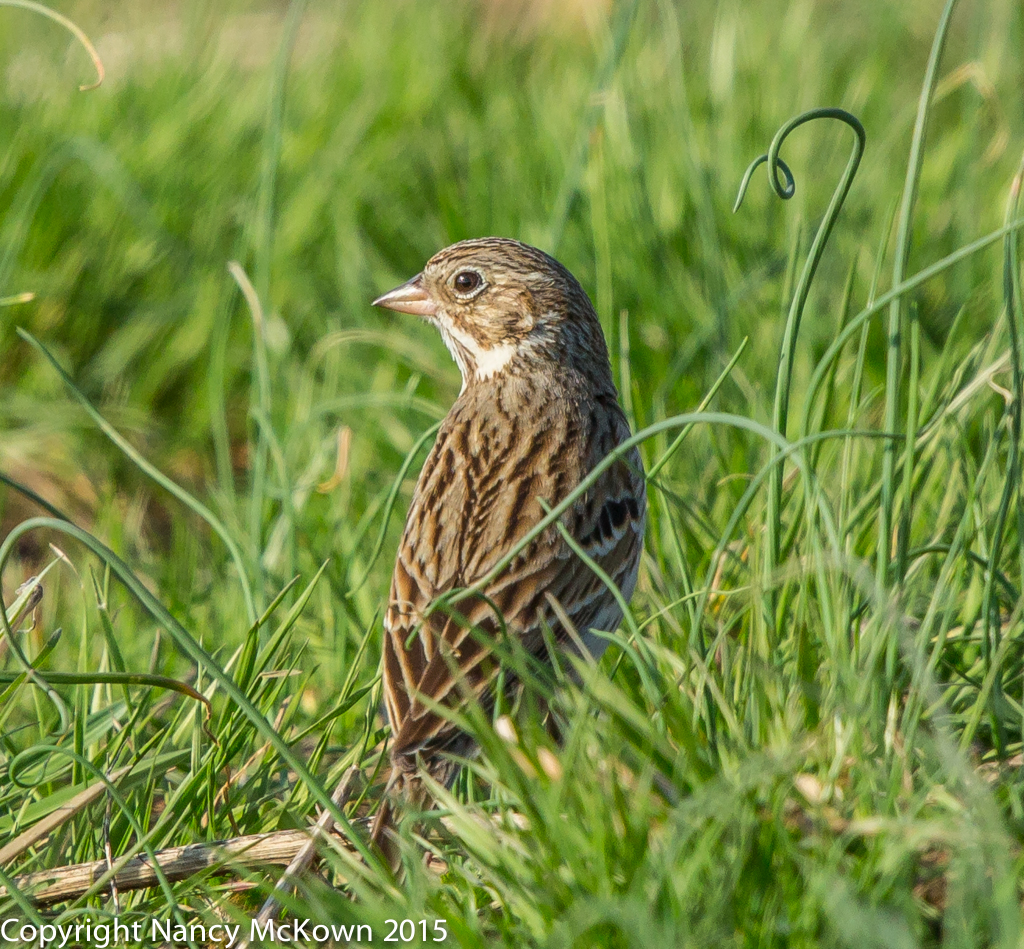 Photo of Vesper Sparrow