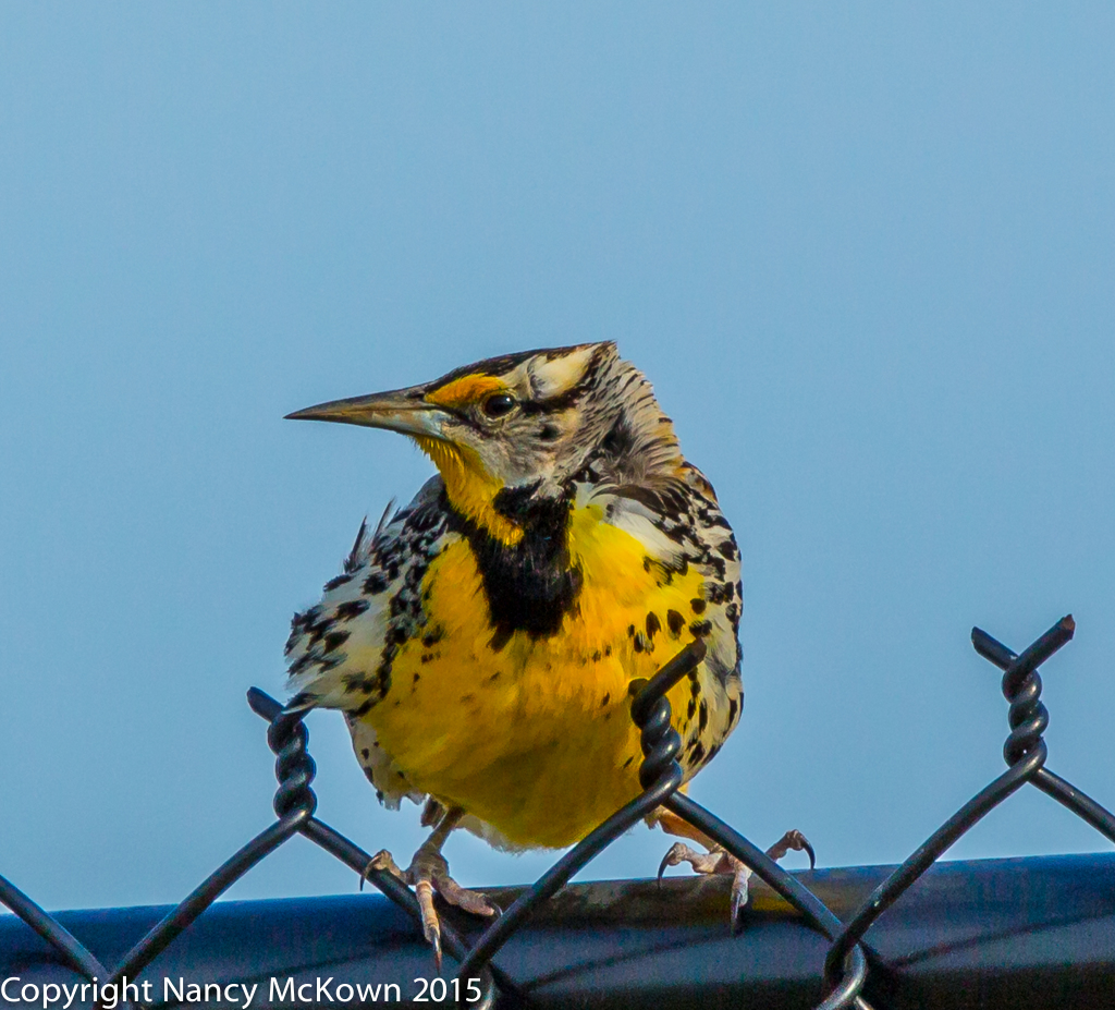 Photo of Western Meadowlark