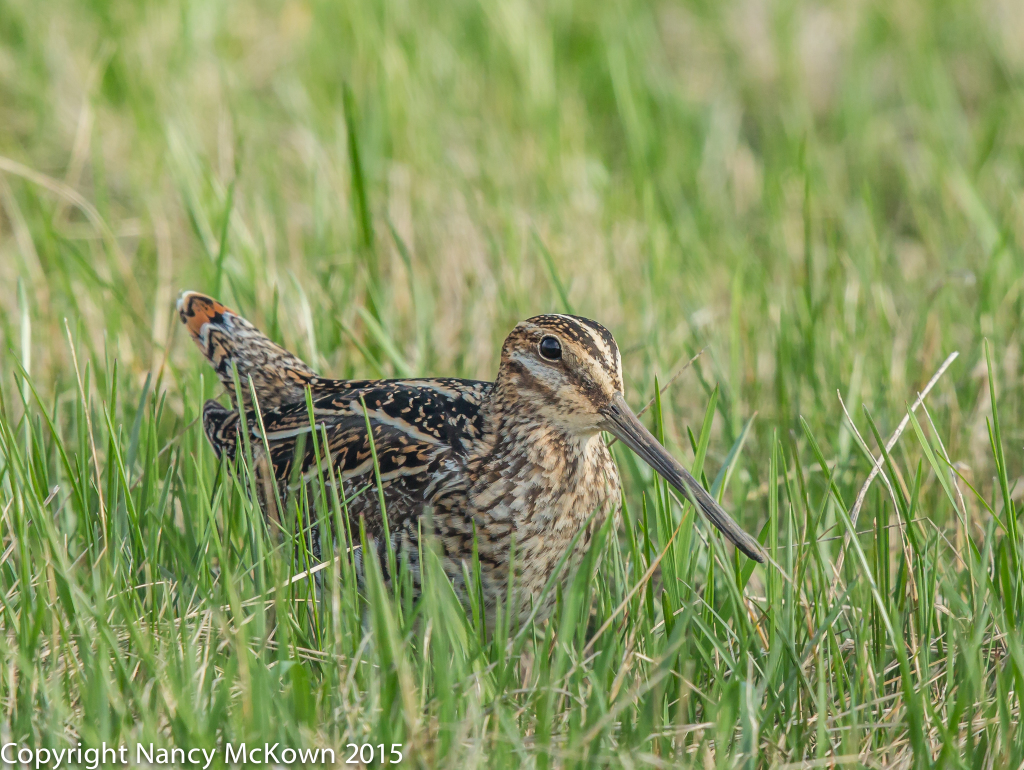 Photo of Wilson's Snipe