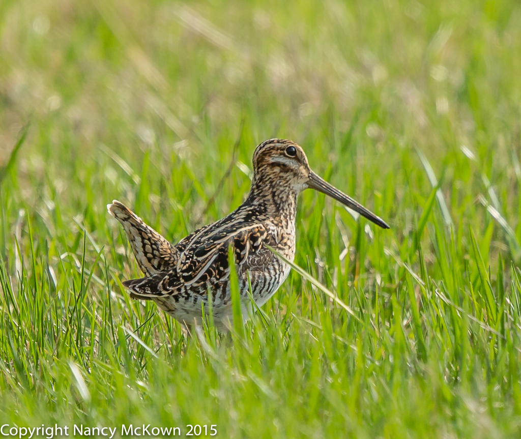 Photo of Wilson's Snipe