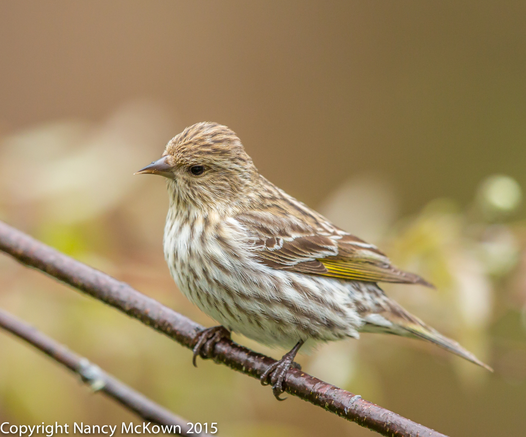 Photo of Pine Siskin