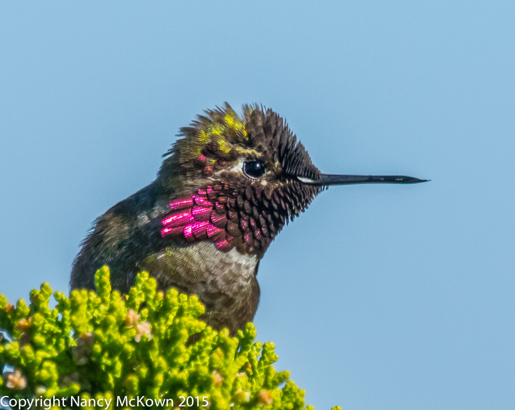 Photo of male Anna's Hummingbird