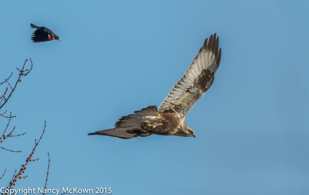 Photo of Rough Legged Hawk