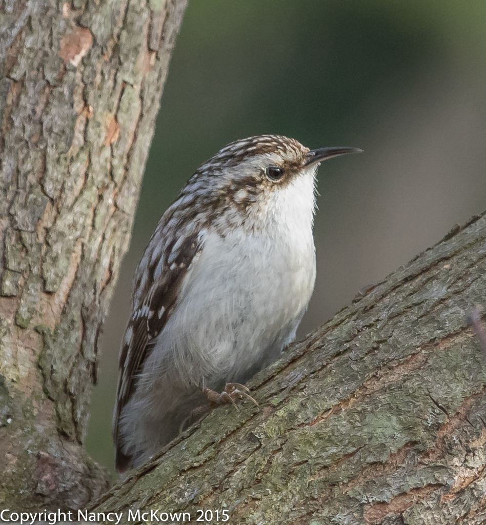 Photo of Brown Creeper