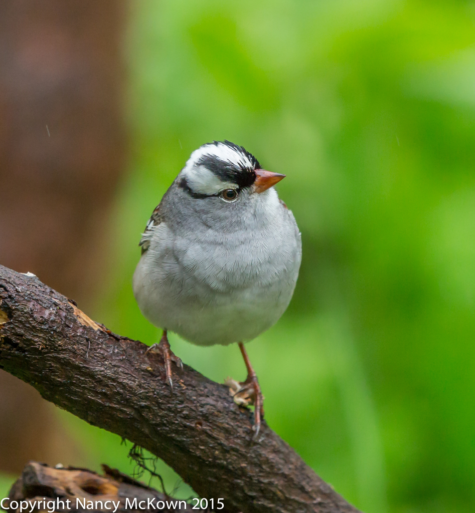 Photo of White Crowned Sparrow