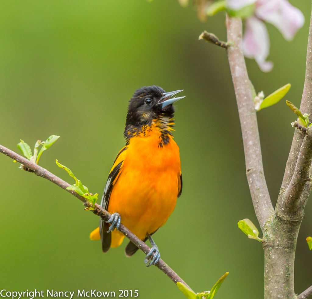 Photo of Male Baltimore Oriole