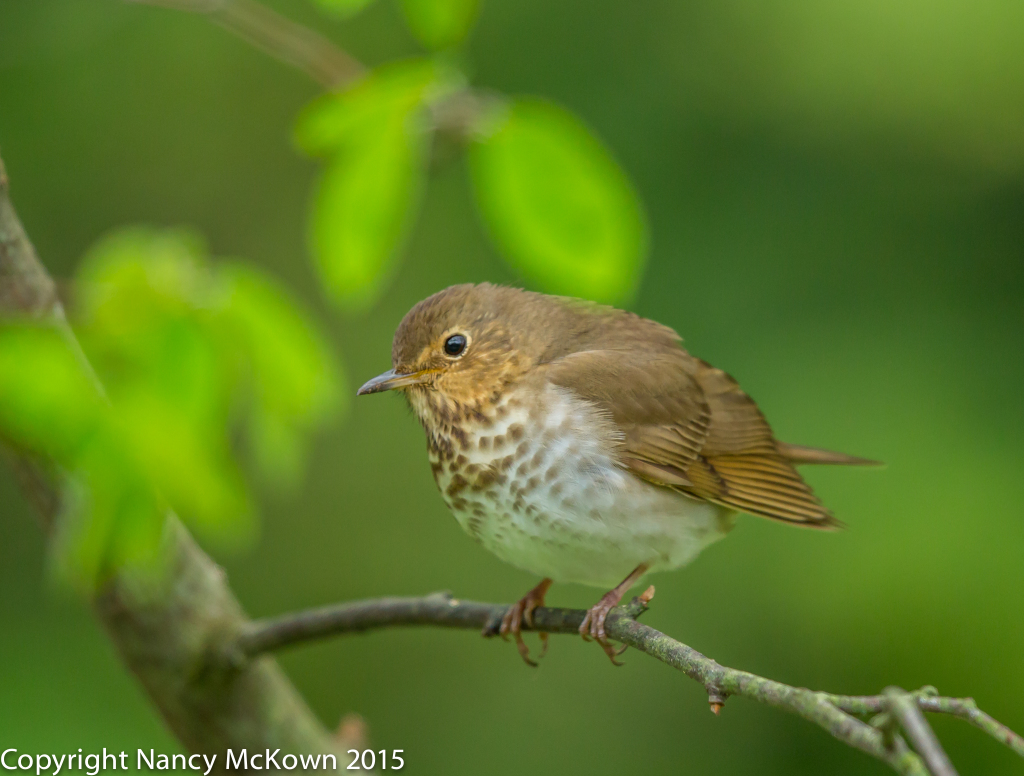 Photo of Swainson's Thrush