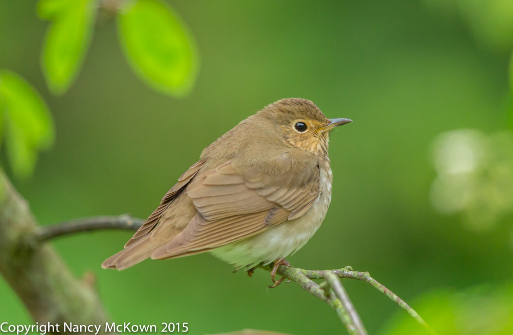 photo of Swainson's Thrush