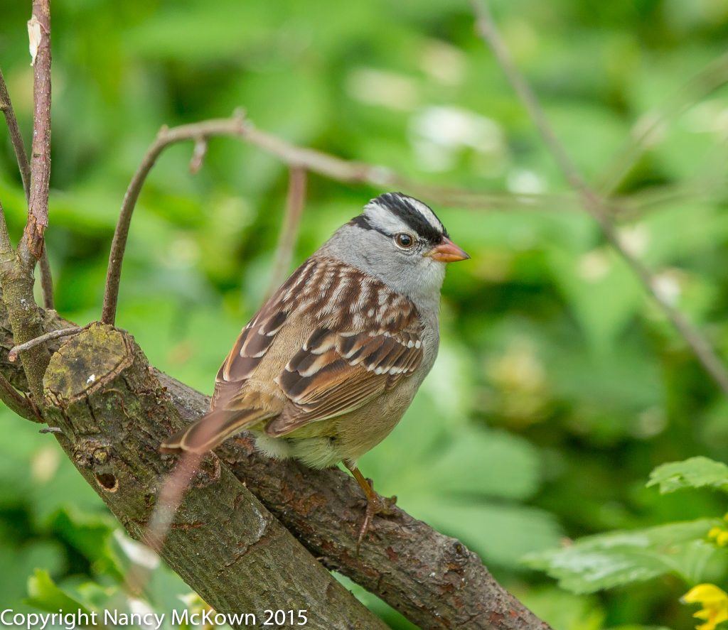 Photo of White Crowned Sparrow