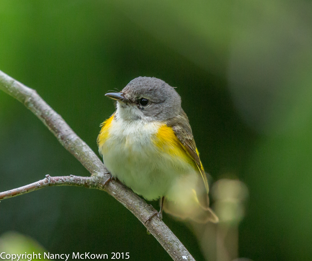 Photo of Female American Redstart Warbler