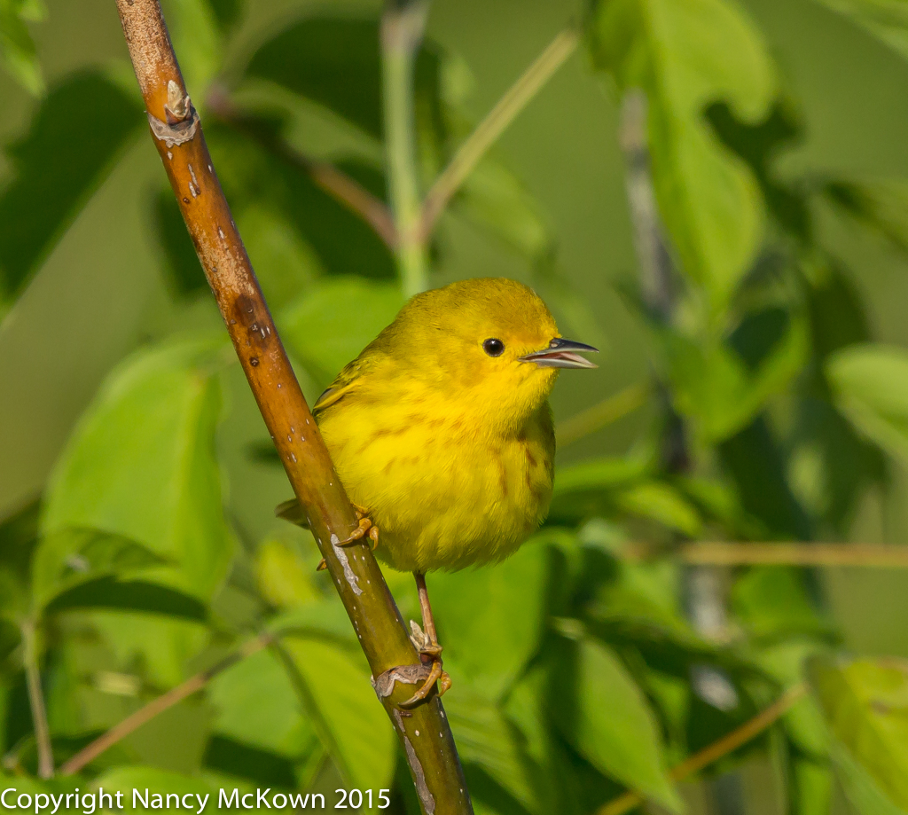 Photo of Female Yellow Warbler