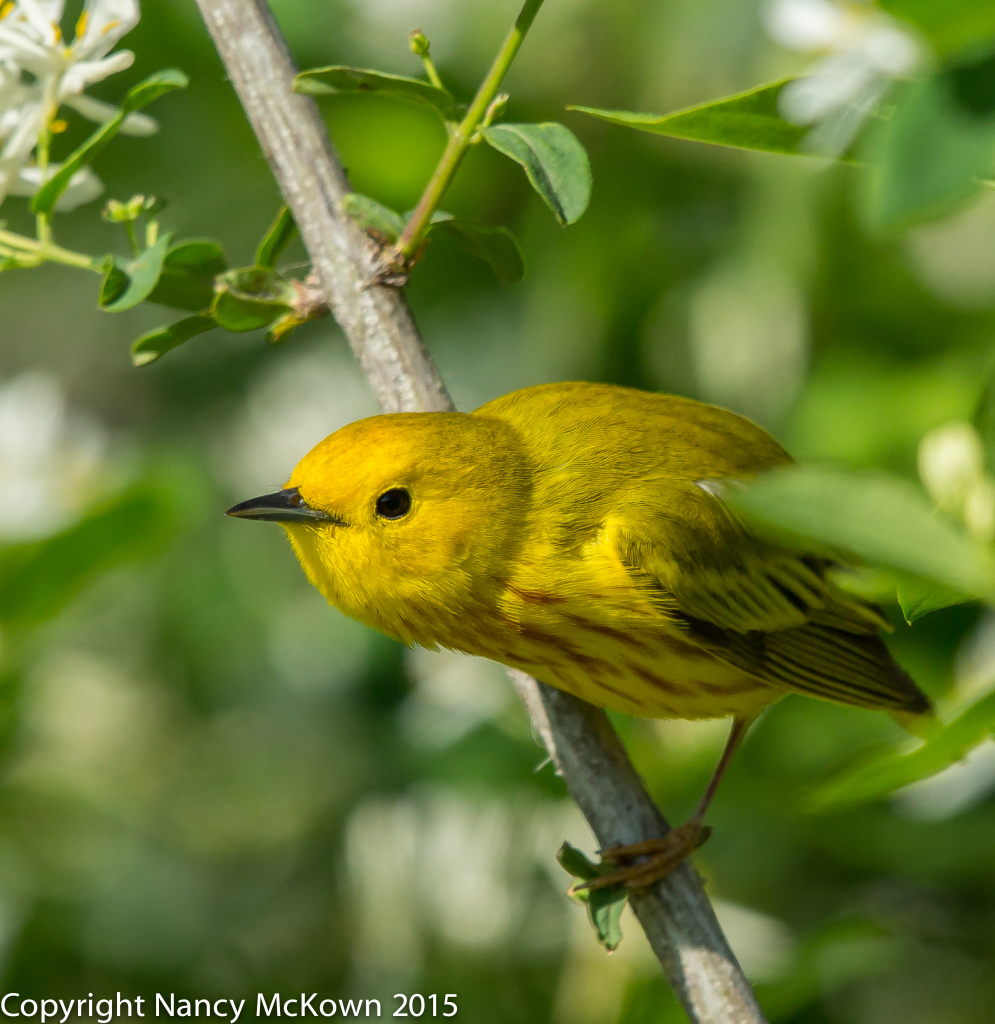 Photo of Yellow Warbler