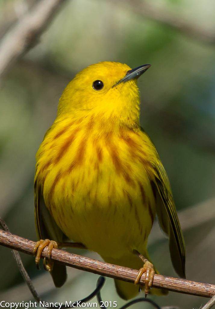 Photo of Yellow Warbler