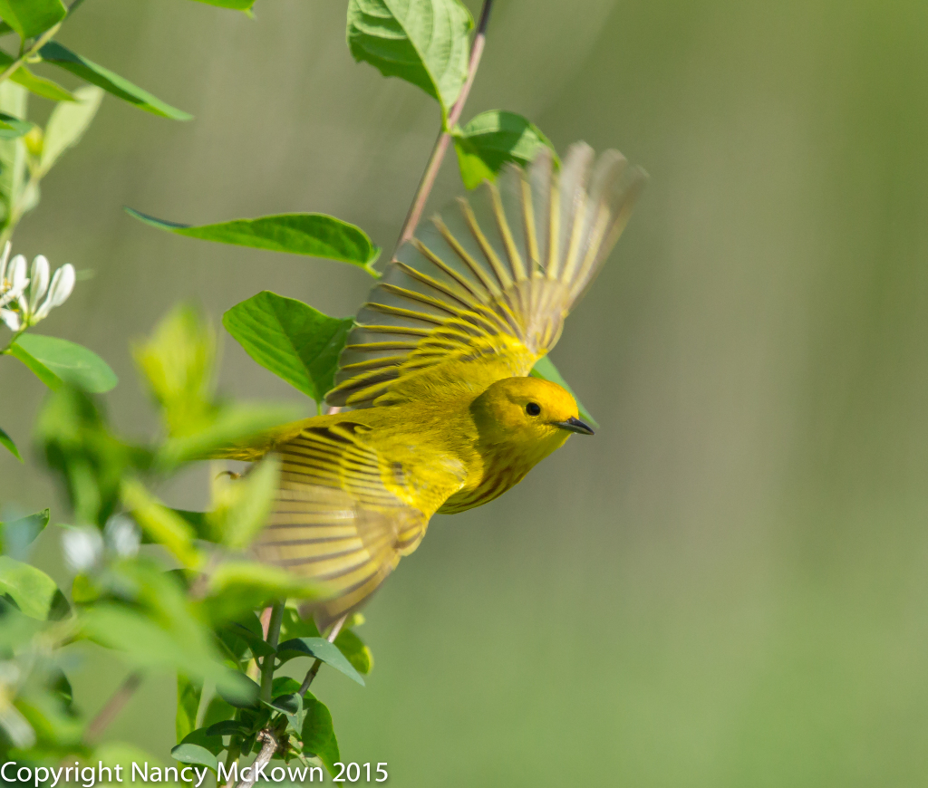 Photo of Yellow Warbler