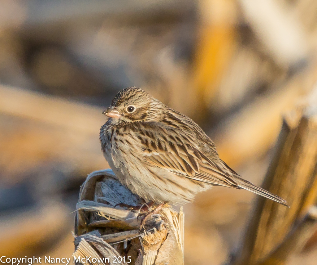 Photo of Vesper Sparrow