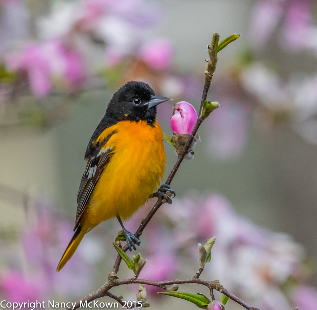 Photo of Baltimore Oriole