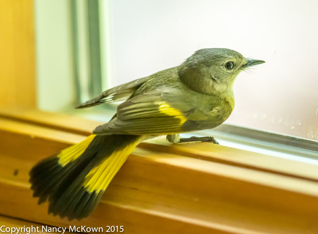 Photo of Female American Warbler