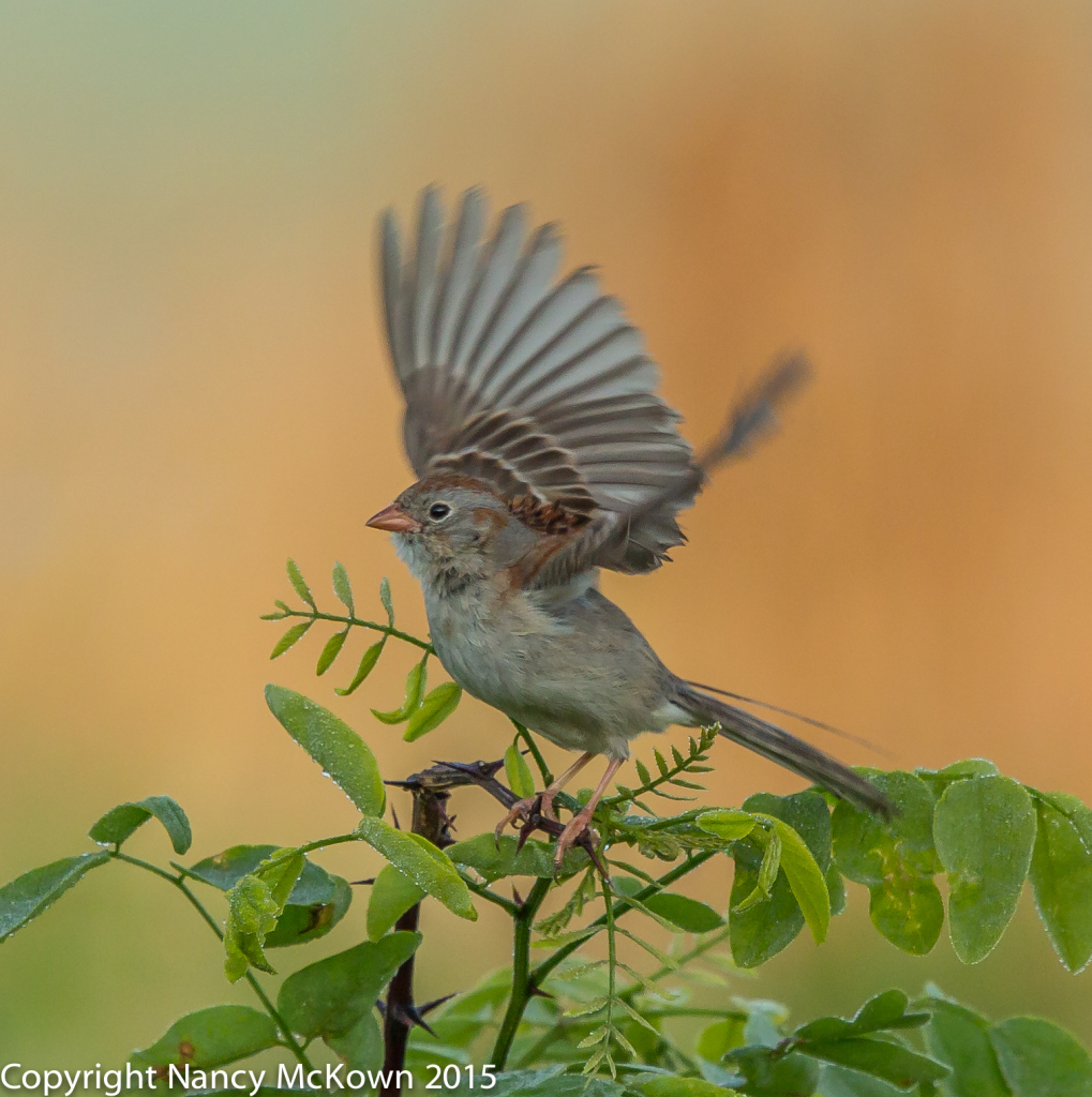 Photo of Field Sparrow