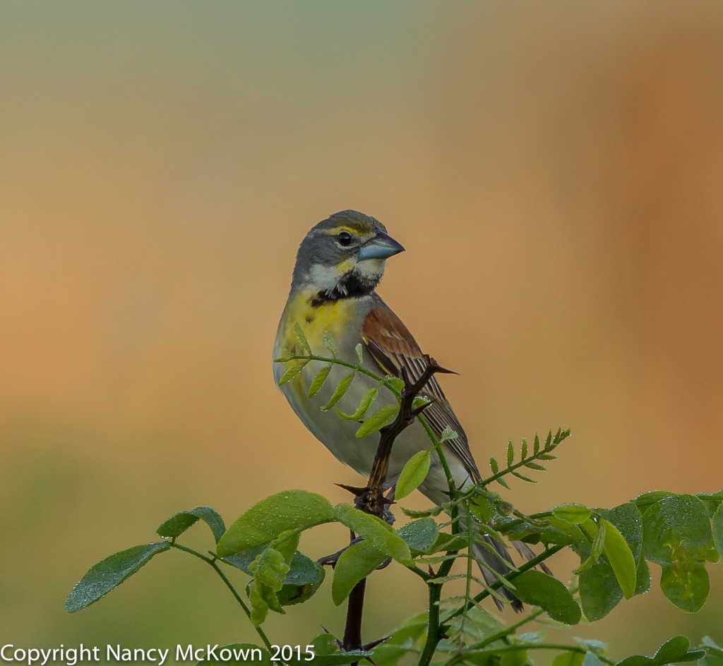 Photo of Dickcissel