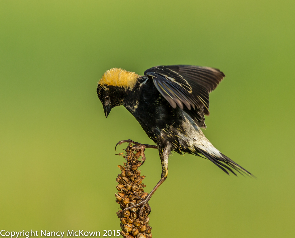 Photo of Male Bobolink