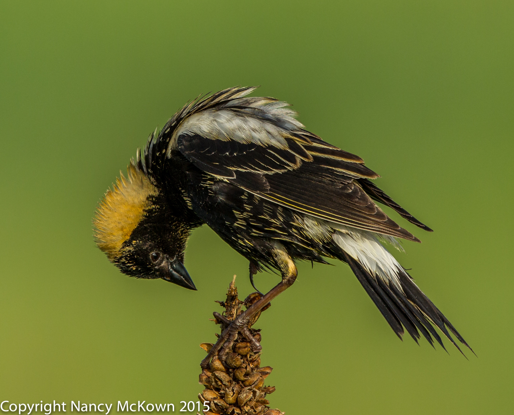 Photo of Male Bobolink