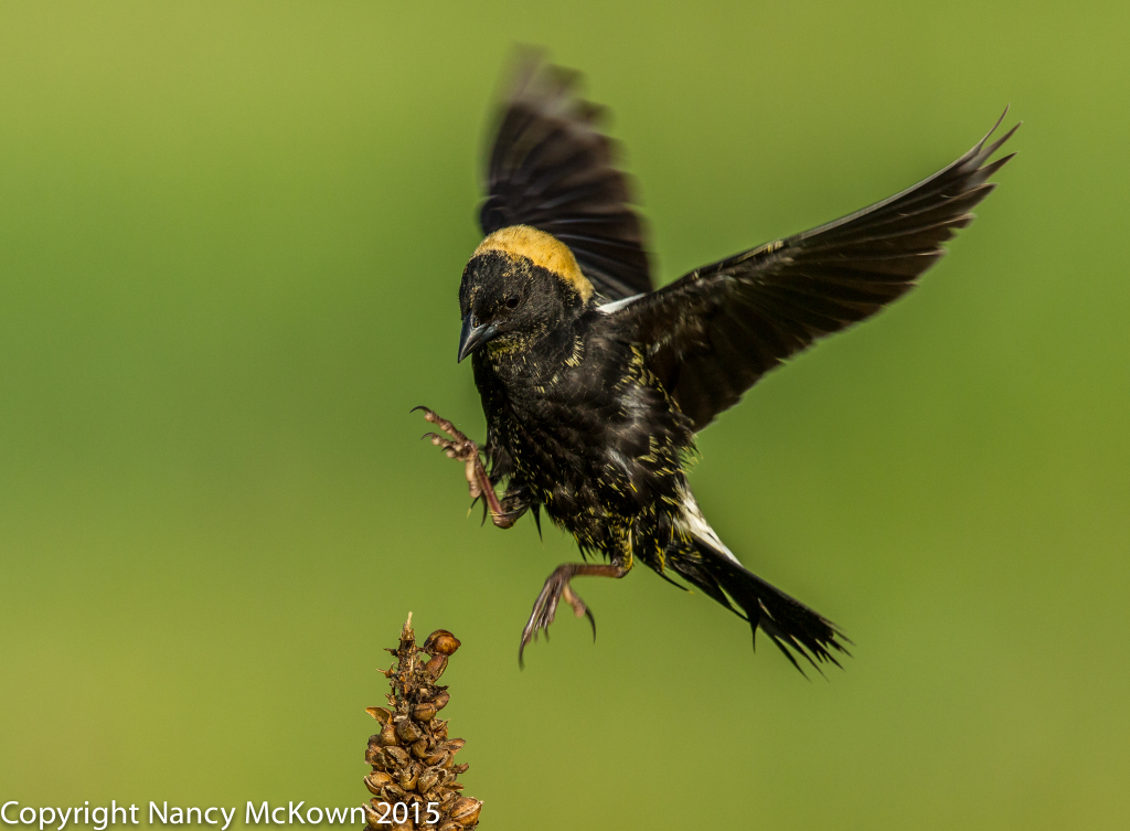 Photo of Bobolink