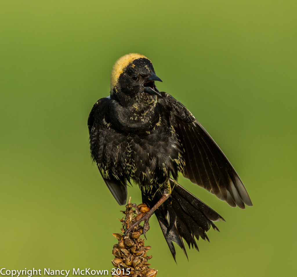 Photo of Male Bobolink