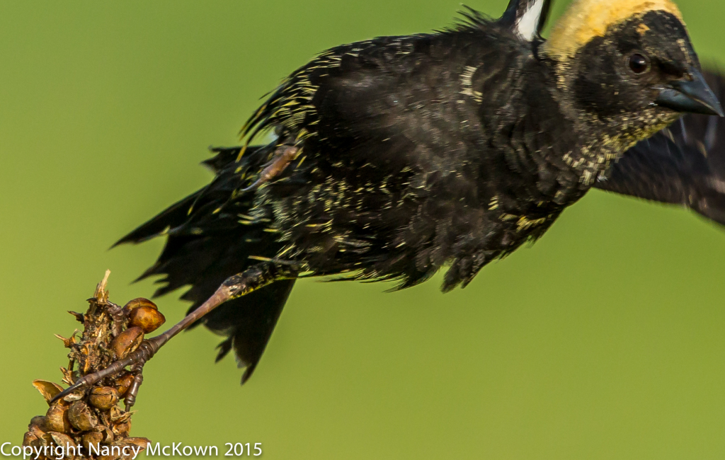 Photo of Deformed Male Bobolink