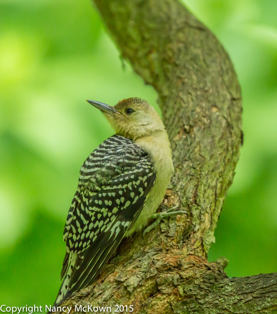 Photo of Fledging Red Bellied Woodpecker