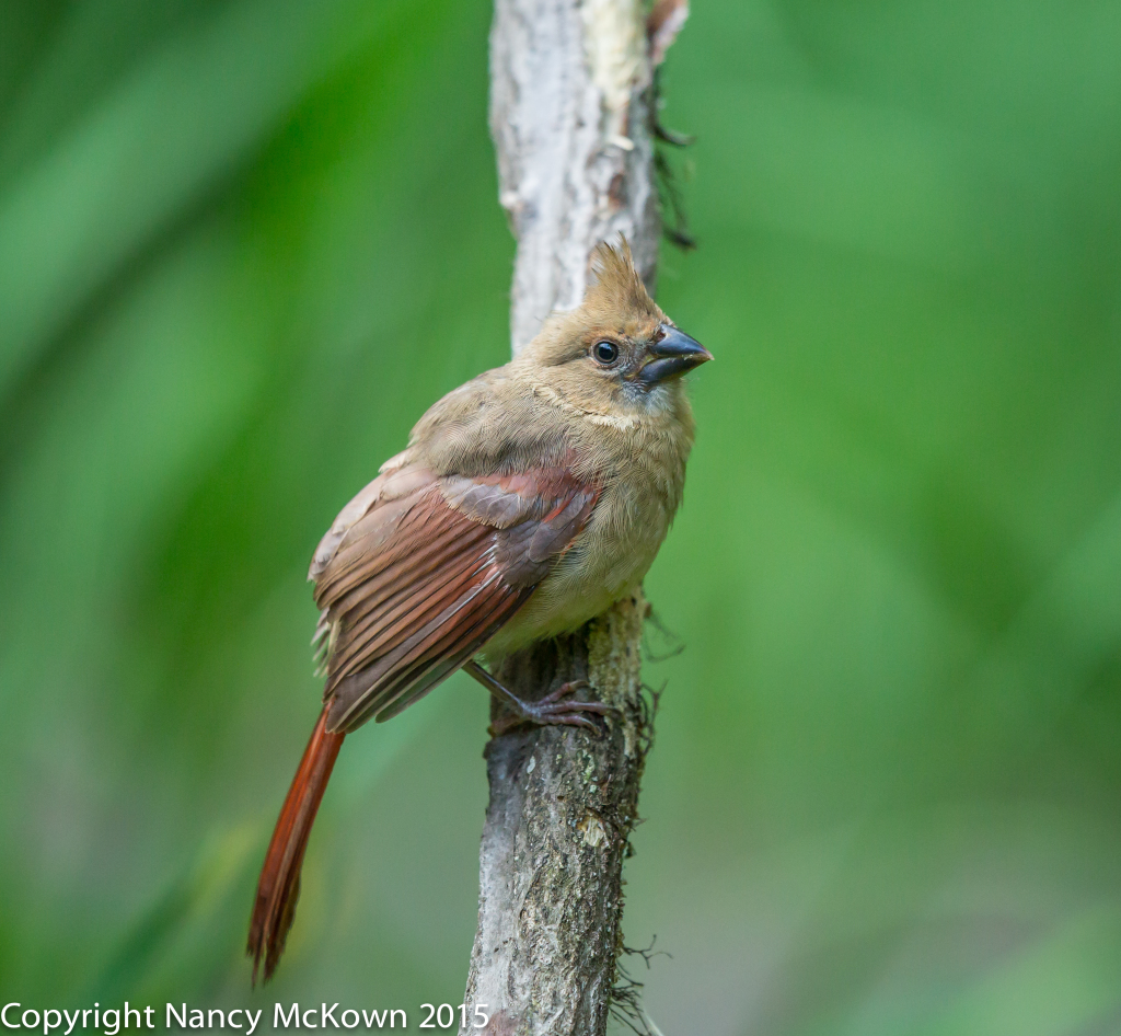 Photo of Immature Cardinal