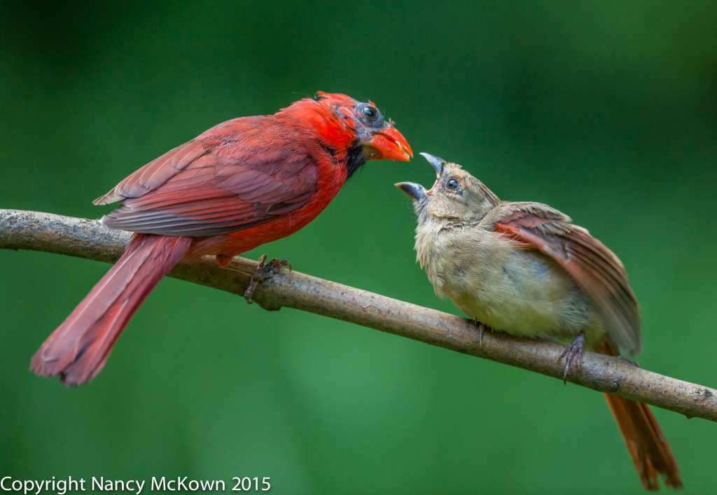 Photo of Male Cardinal Feeding Fledging
