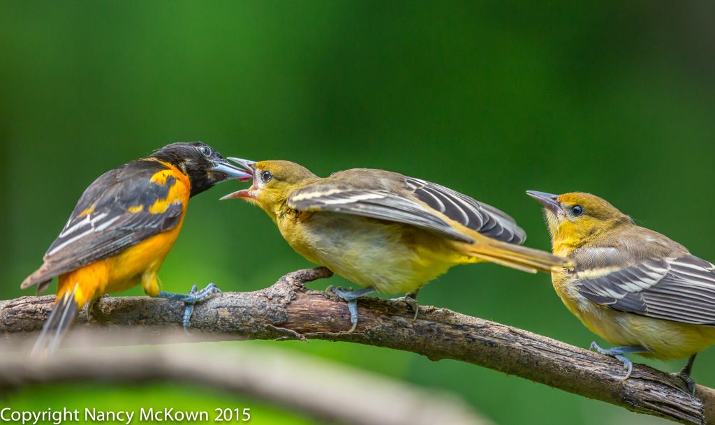 Photo of Two Fledging Baltimore Orioles