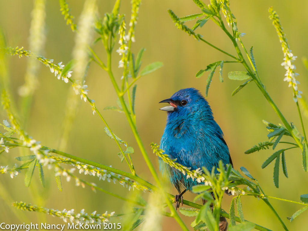 Photo of Indigo Bunting